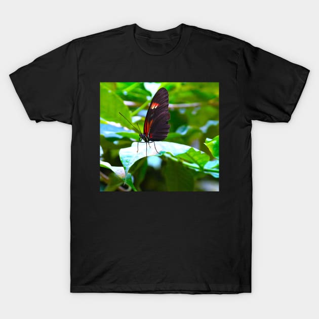 butterfly "Heliconius melpomene" T-Shirt by dreamtravel